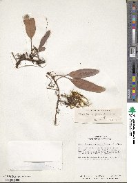 Elaphoglossum glossophyllum image