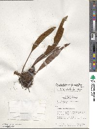 Elaphoglossum glossophyllum image