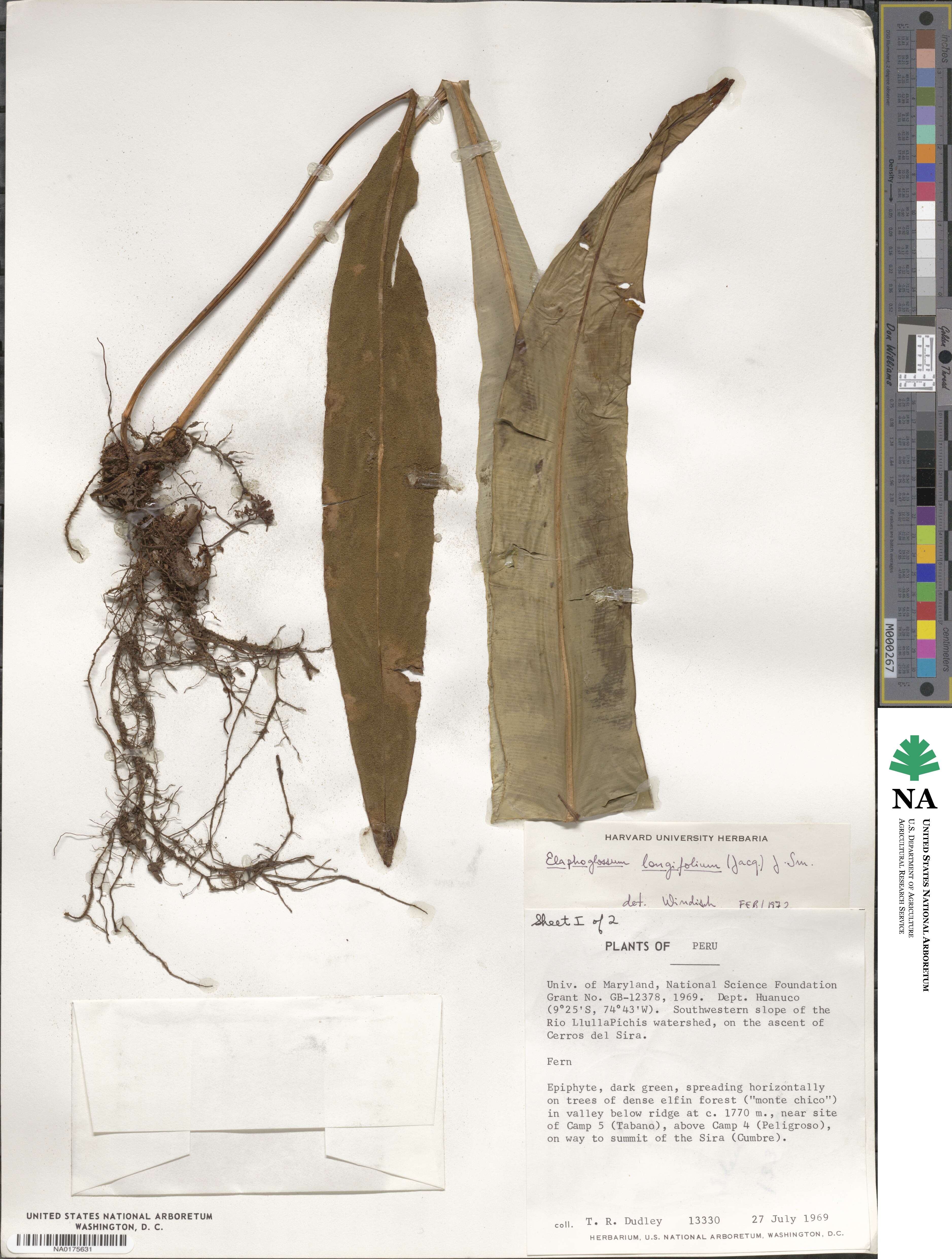 Elaphoglossum longifolium image