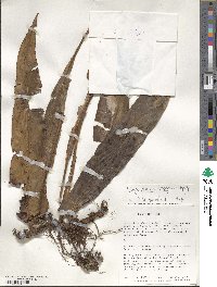 Elaphoglossum longifolium image