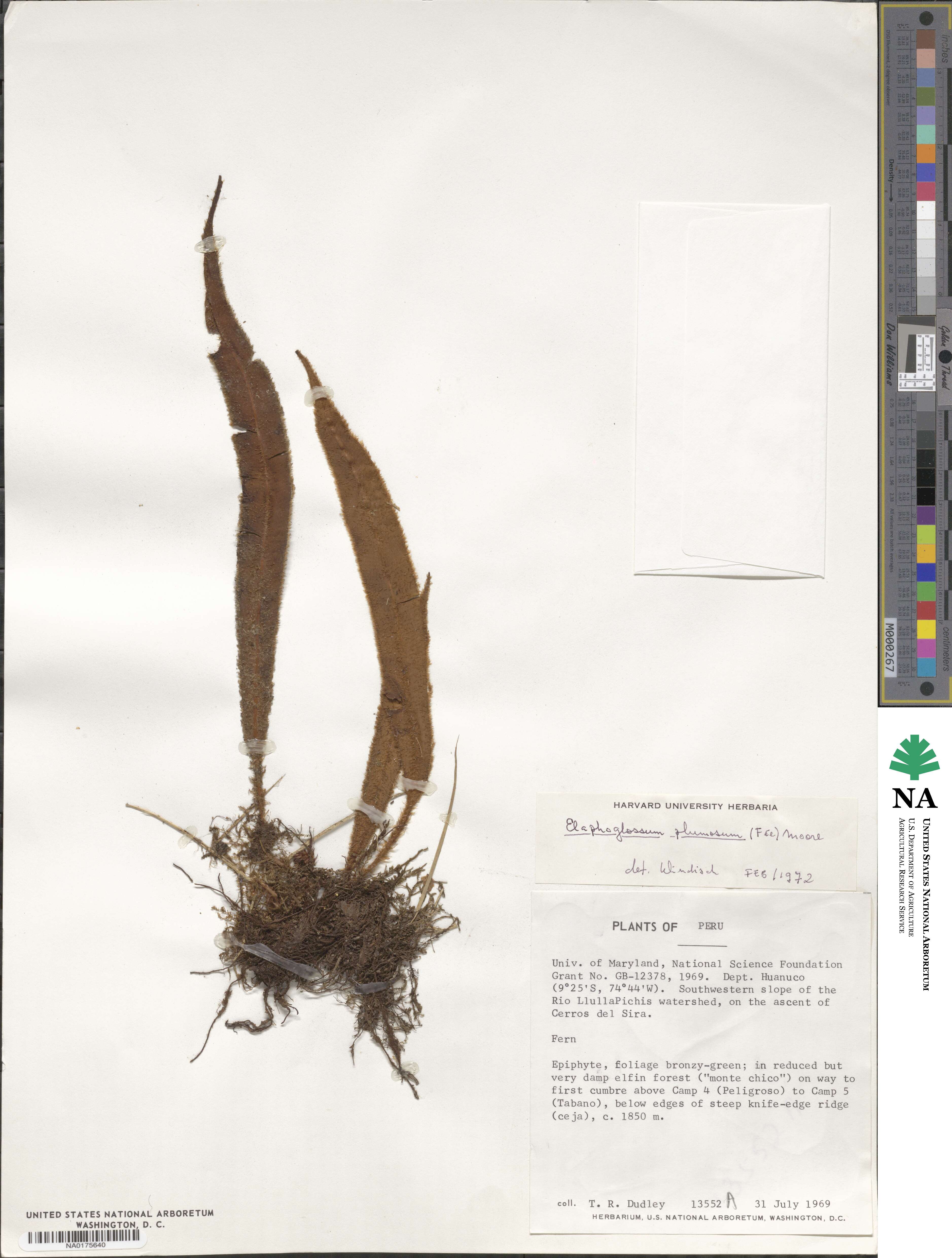 Elaphoglossum plumosum image