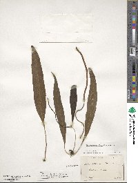 Image of Elaphoglossum feei