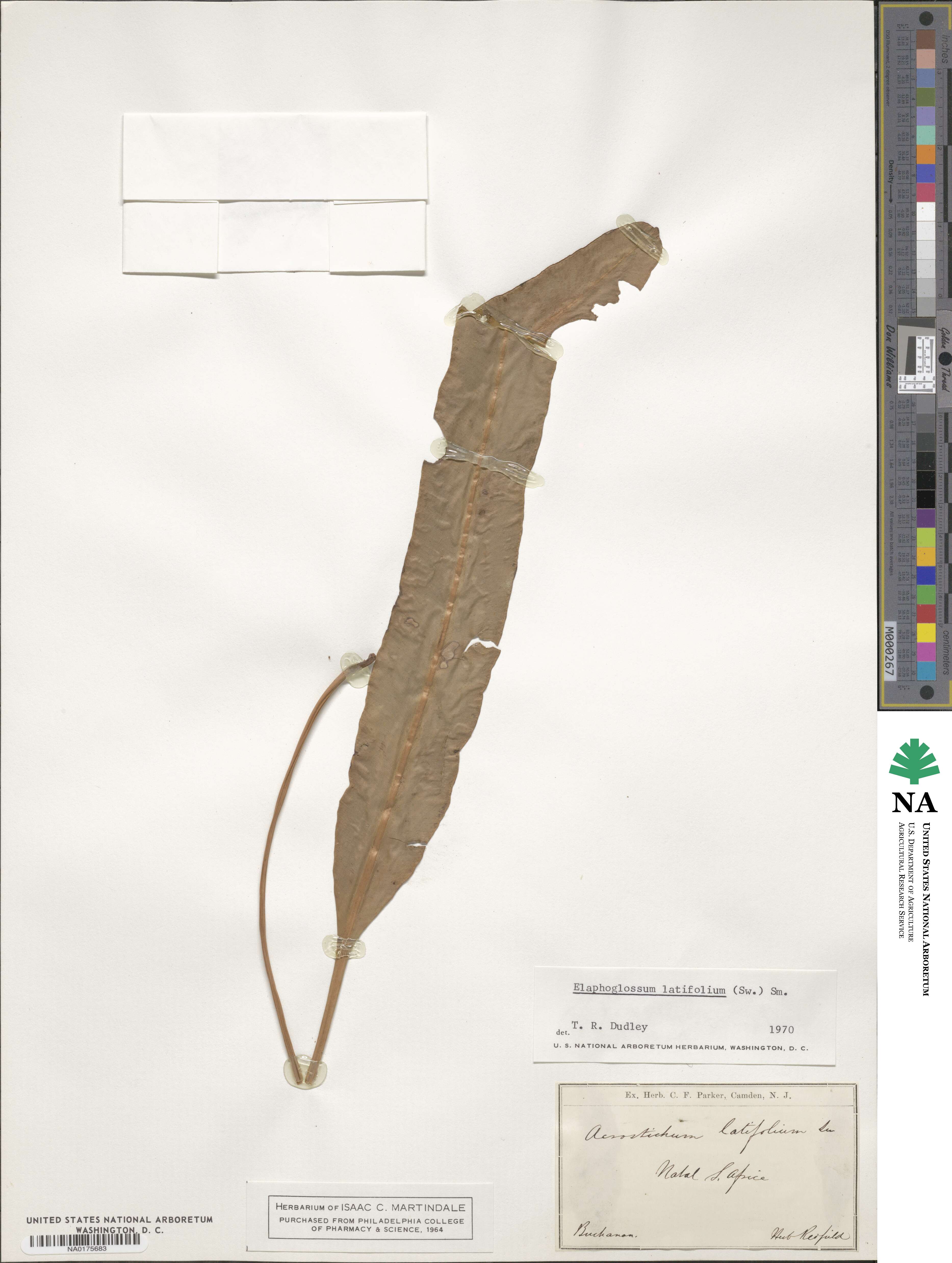 Elaphoglossum latifolium image