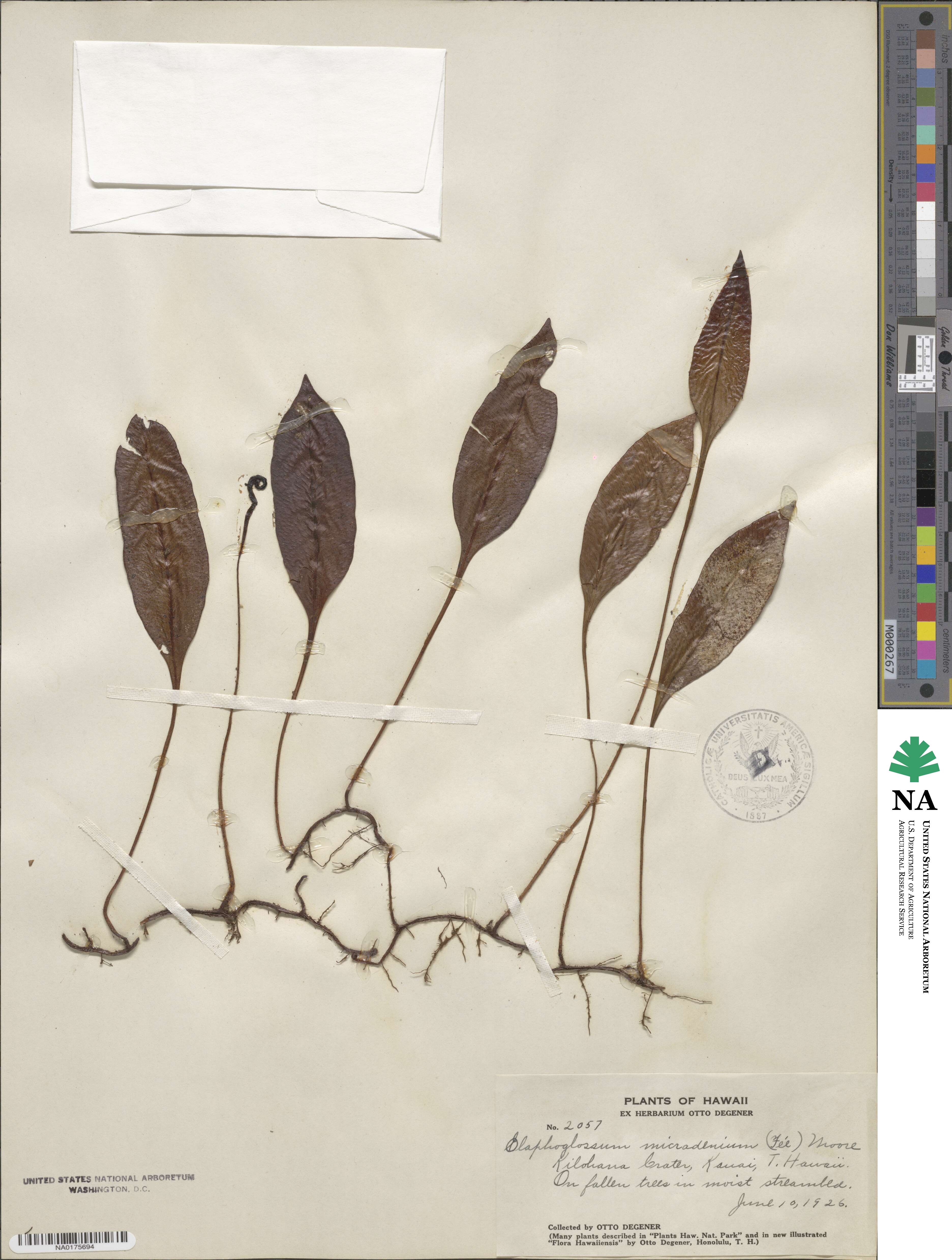 Elaphoglossum micradenium image