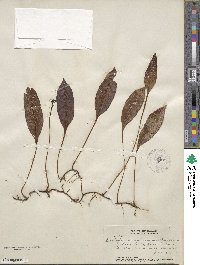 Elaphoglossum micradenium image