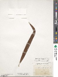 Elaphoglossum petiolatum image