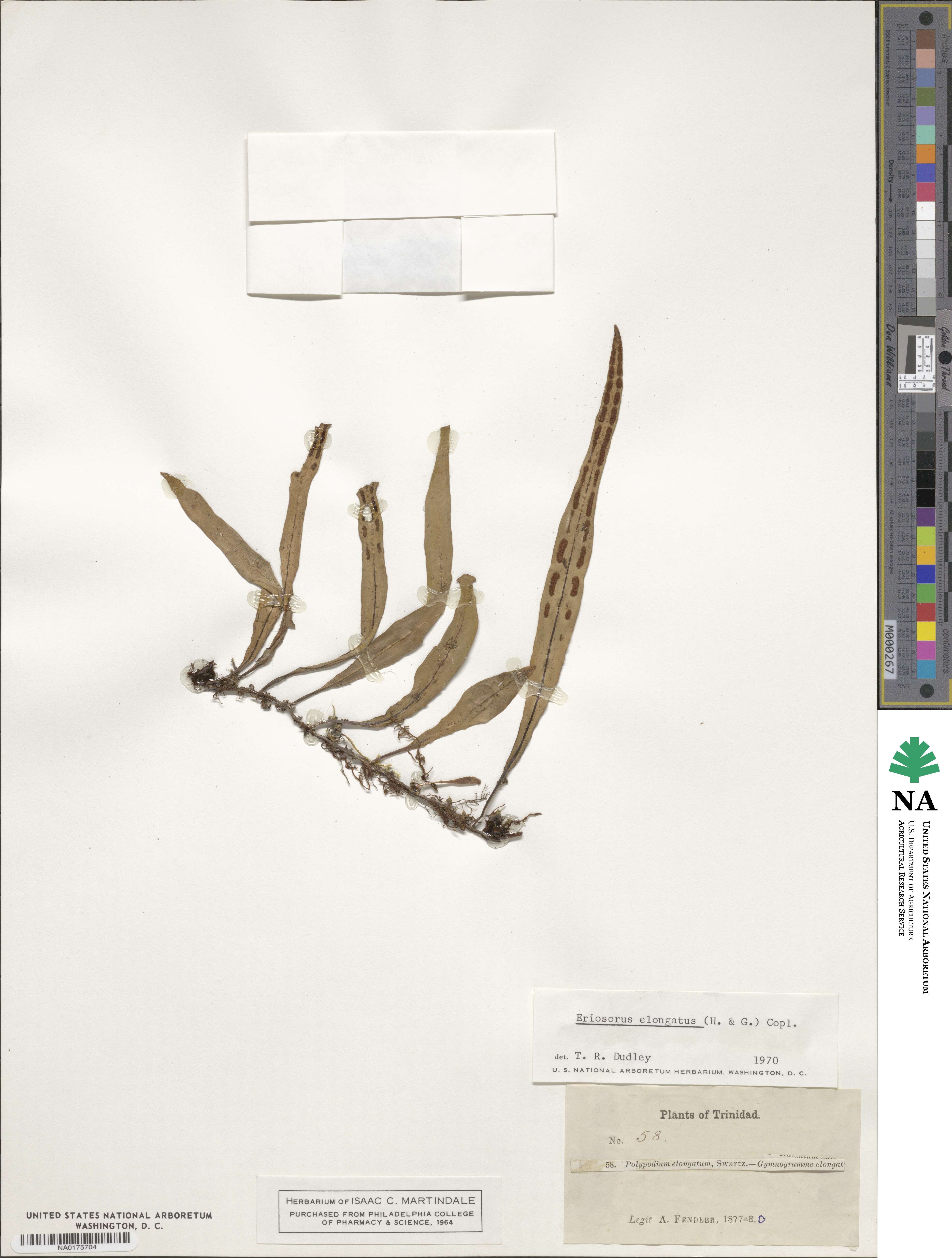 Jamesonia elongata image