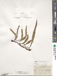 Image of Jamesonia elongata