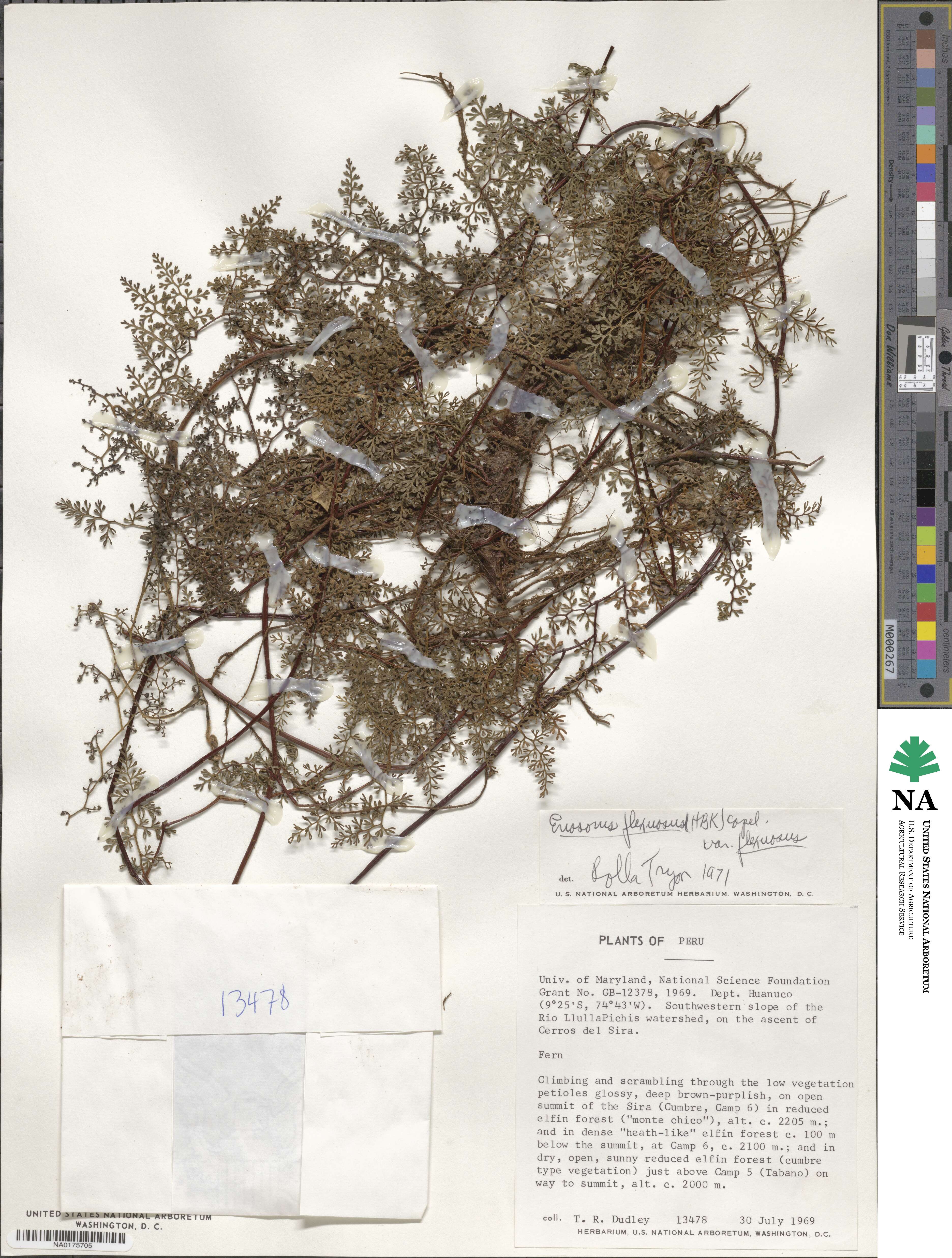 Jamesonia flexuosa image