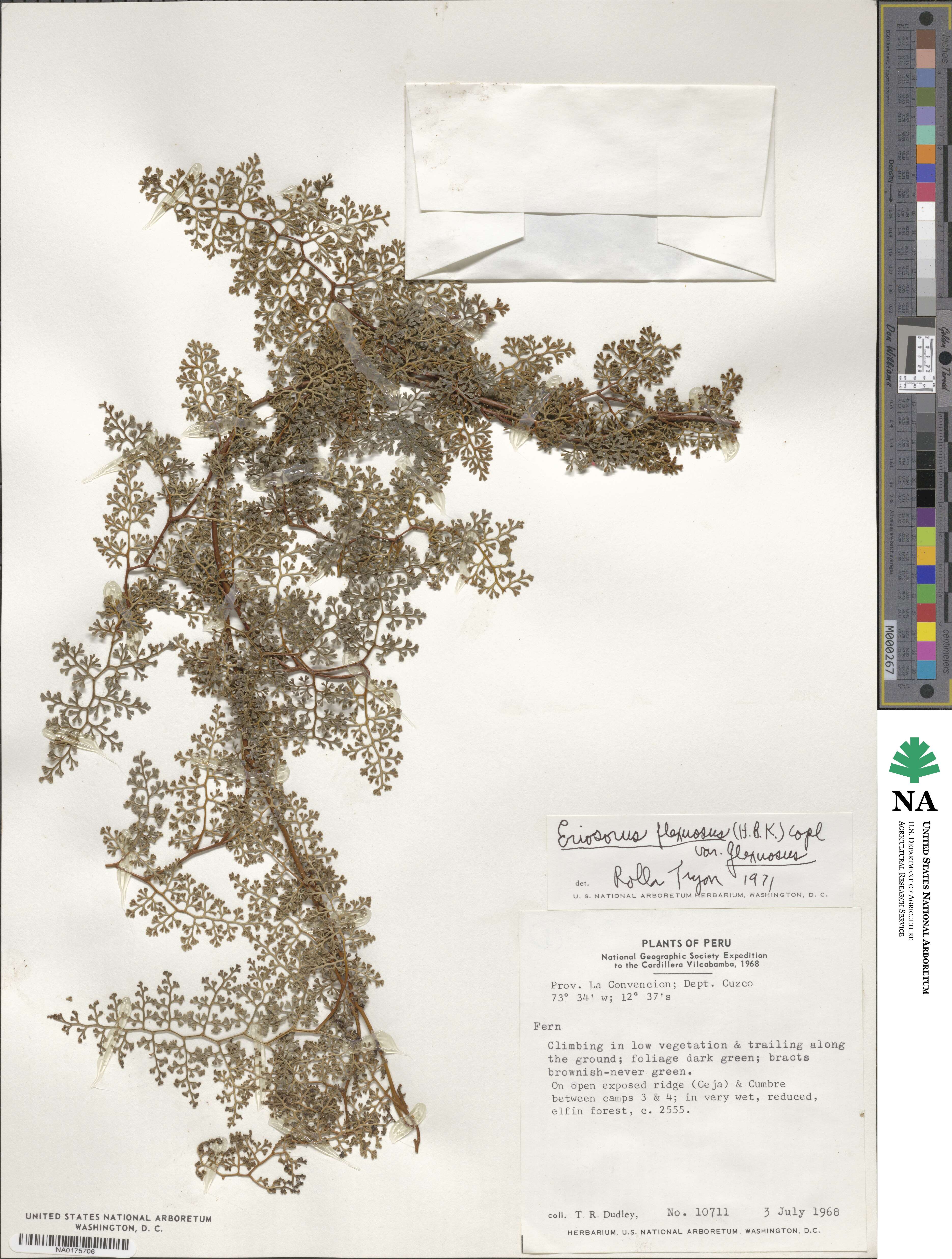 Jamesonia flexuosa image