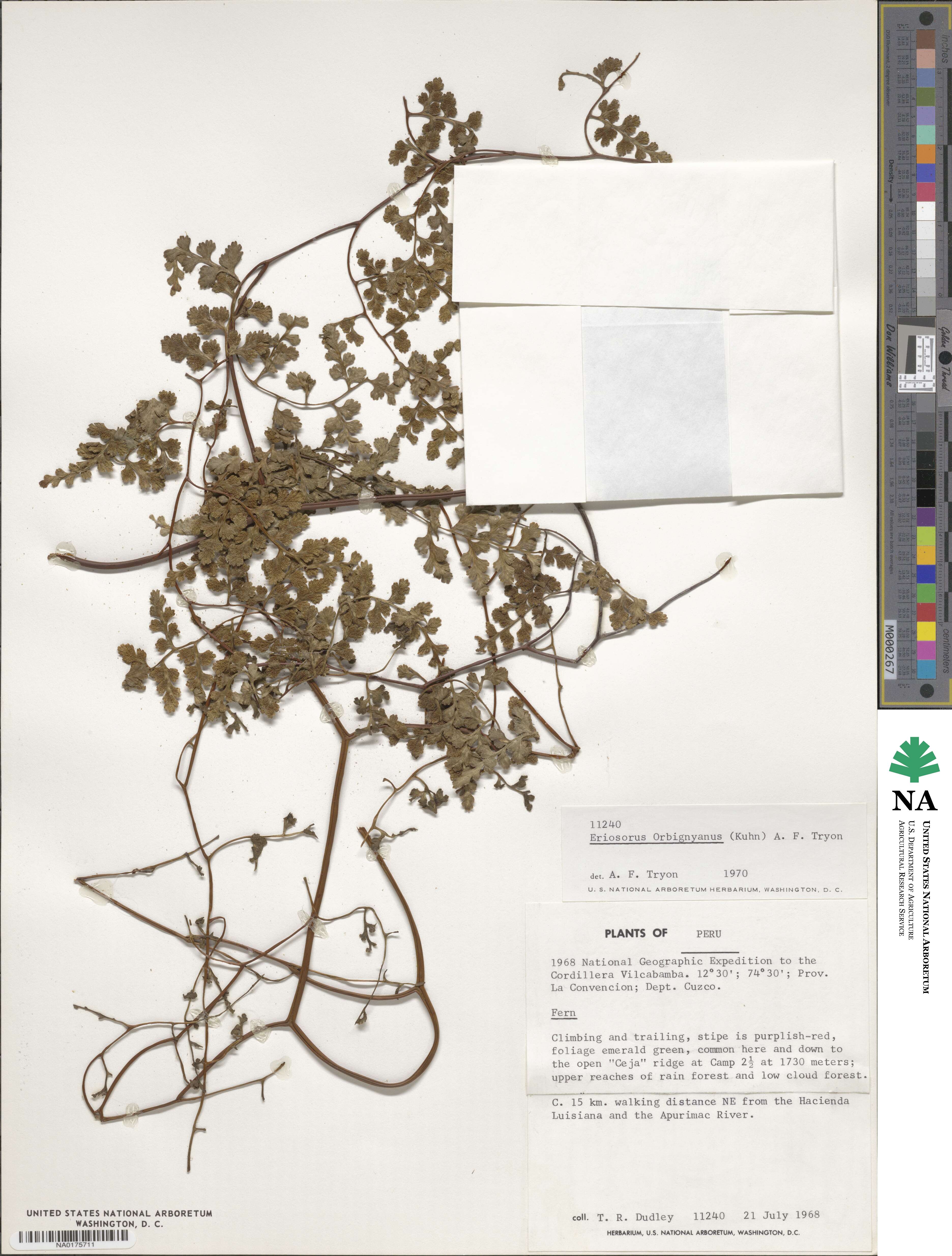 Jamesonia orbignyana image