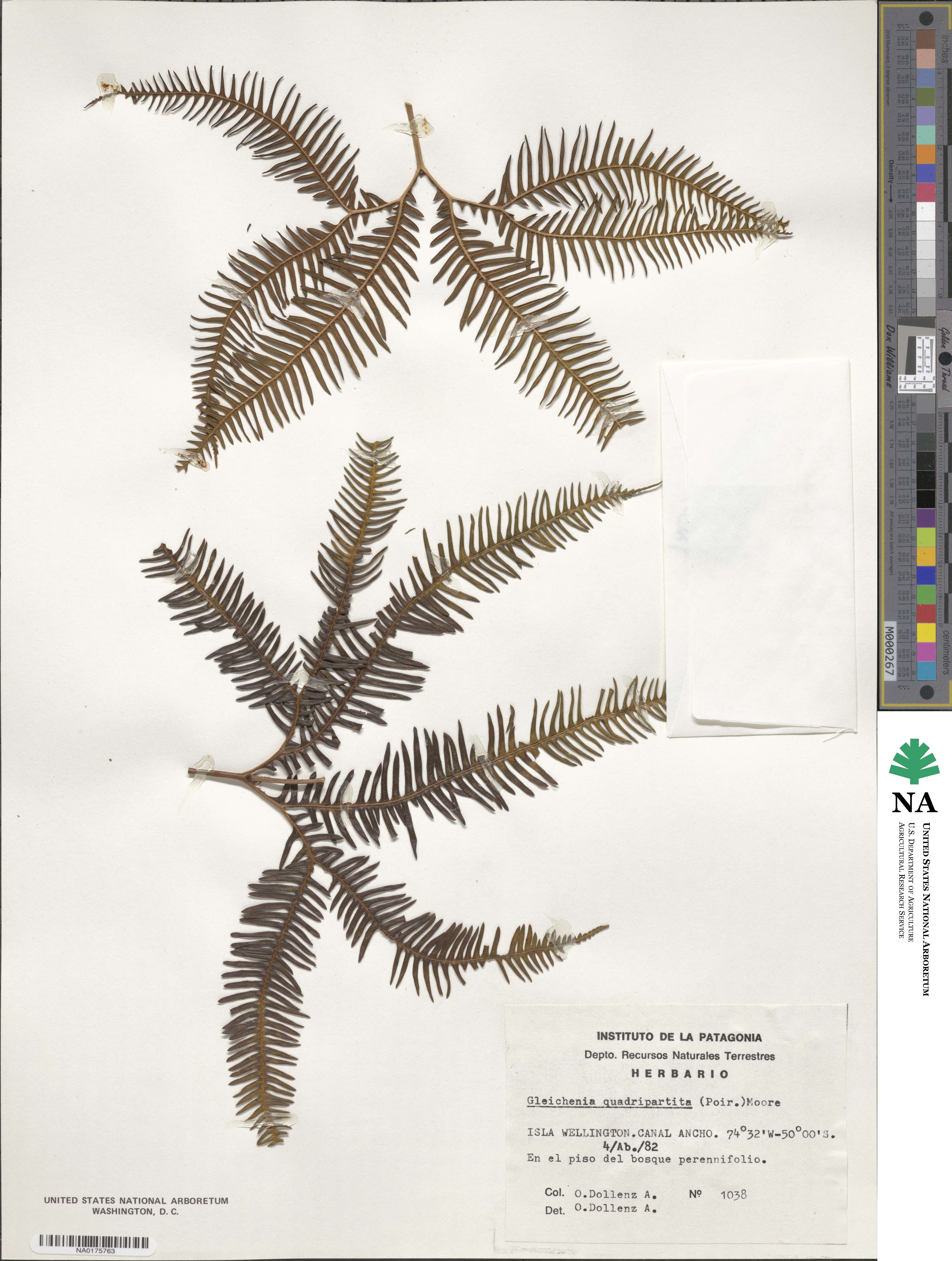 Sticherus quadripartitus image