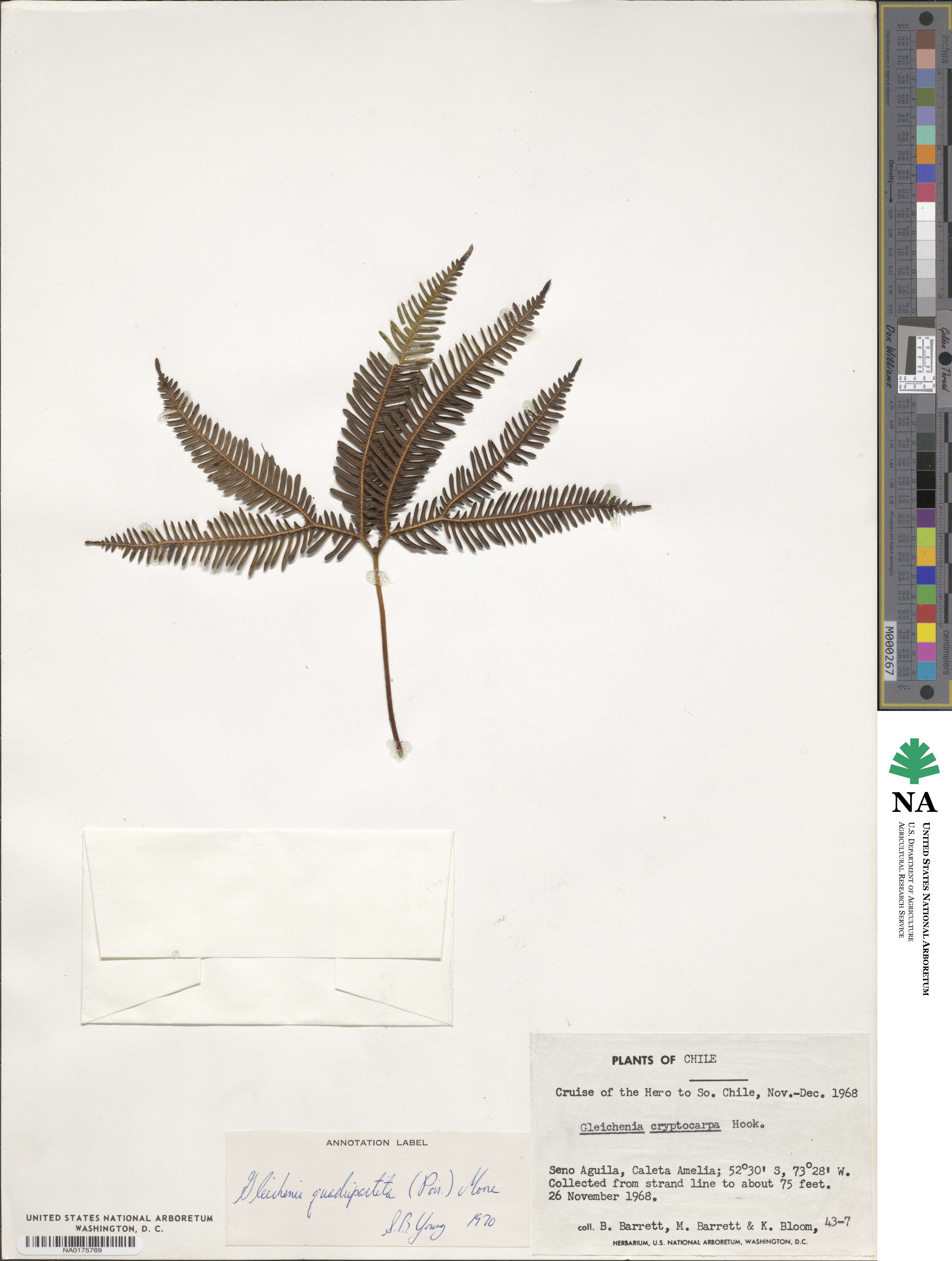 Sticherus quadripartitus image