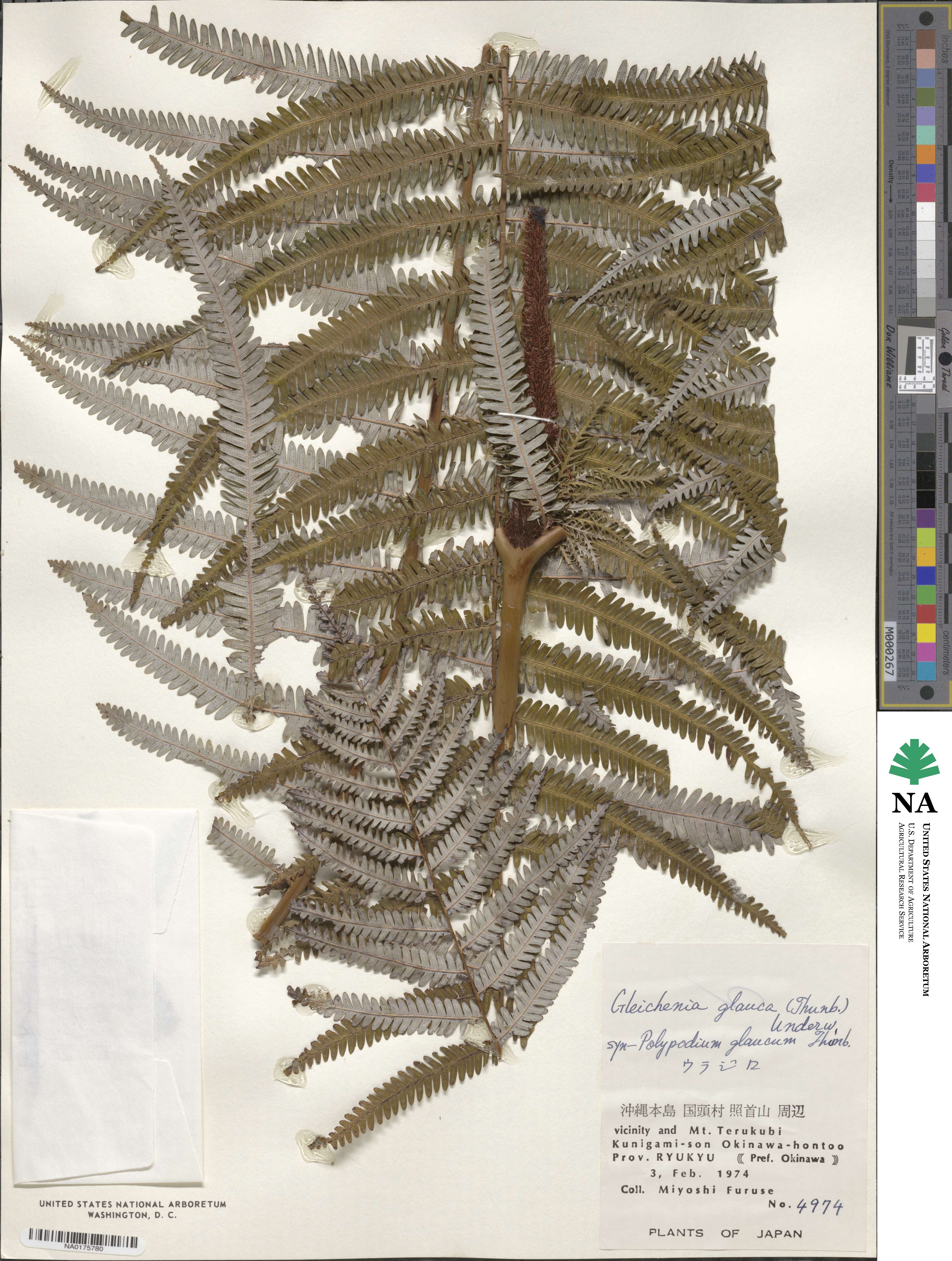 Gleichenia glauca image