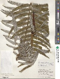 Image of Gleichenia glauca