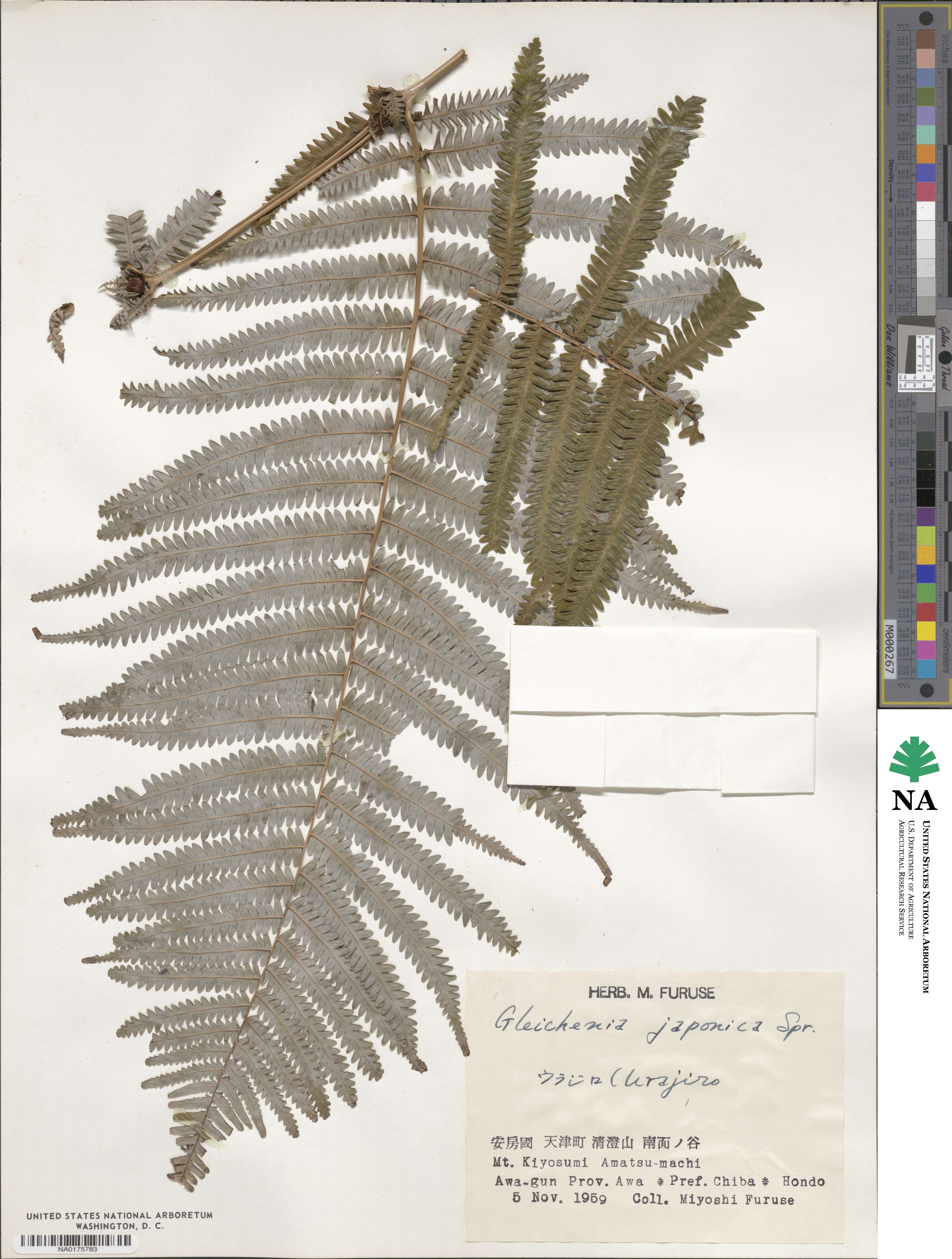 Diplopterygium glaucum image