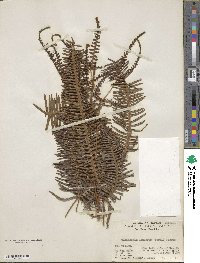 Dicranopteris linearis image