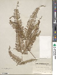 Dicranopteris linearis image