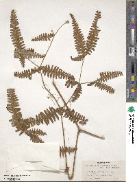 Dicranopteris linearis image