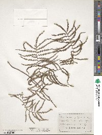 Image of Gleichenia polypodioides