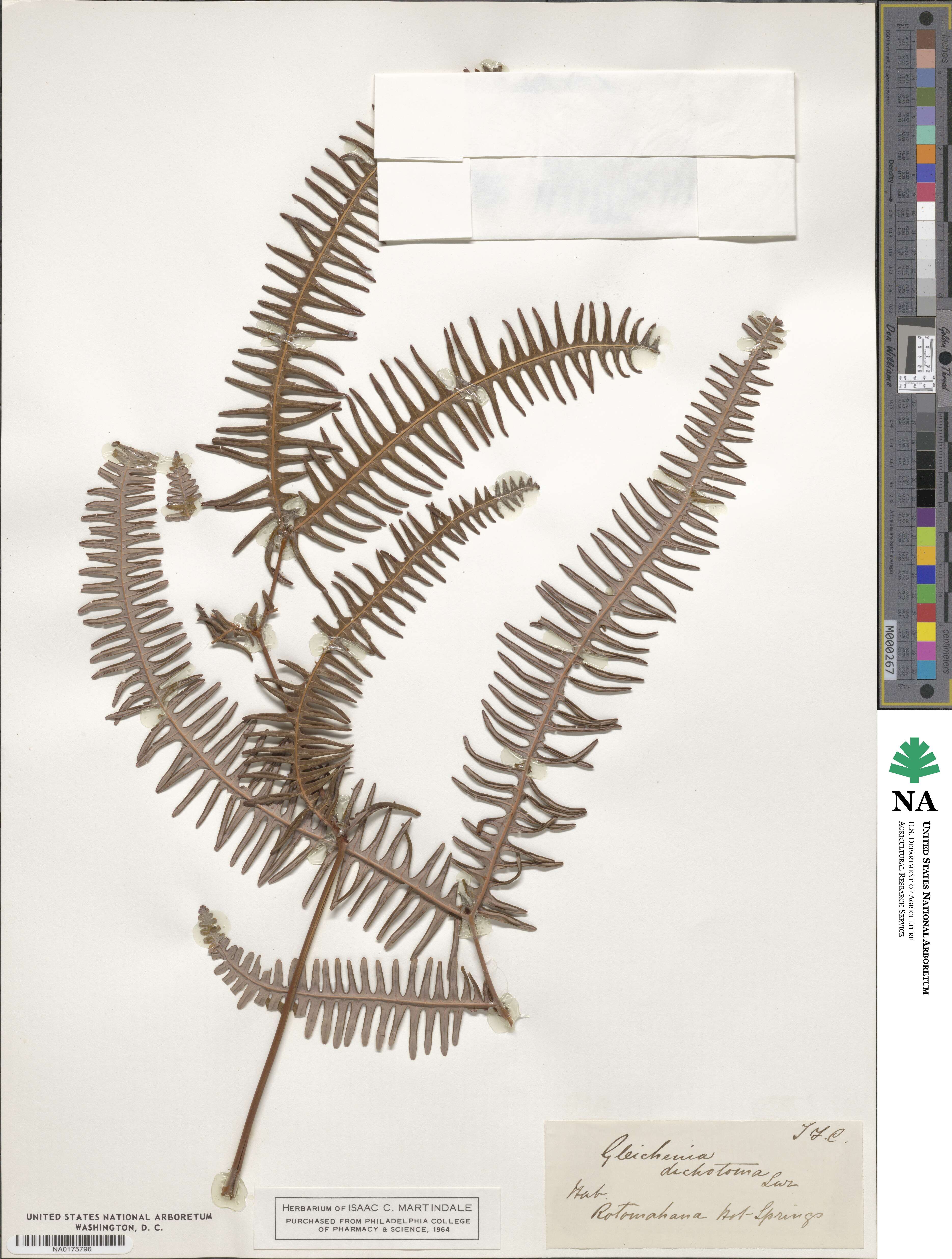 Dicranopteris pedata image