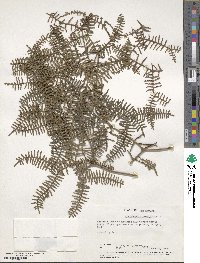 Gleichenia microphylla image