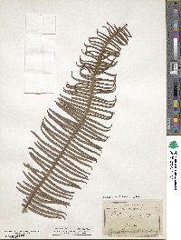 Dicranopteris pedata image