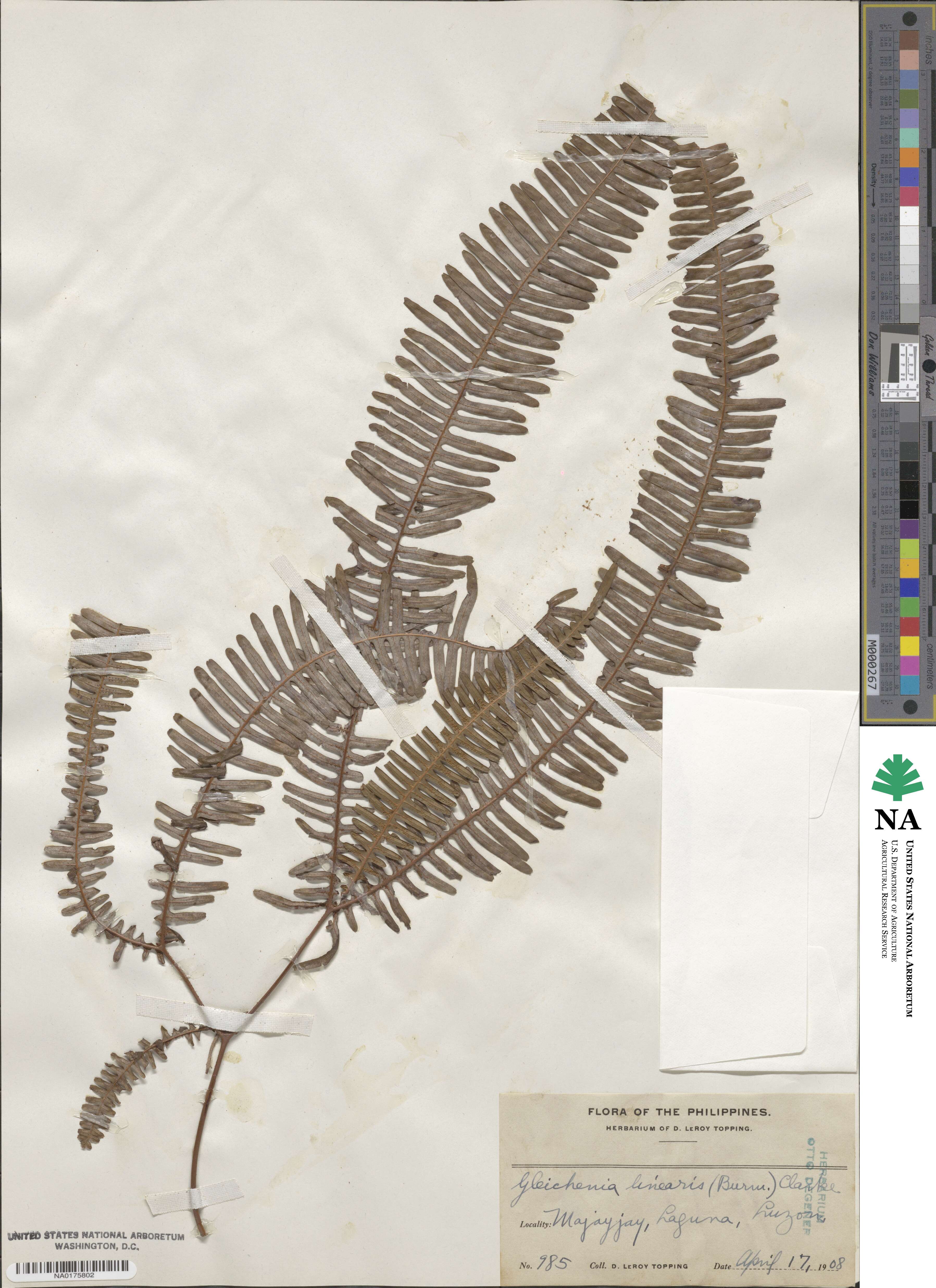 Dicranopteris linearis image