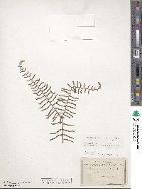 Gleichenia dicarpa image