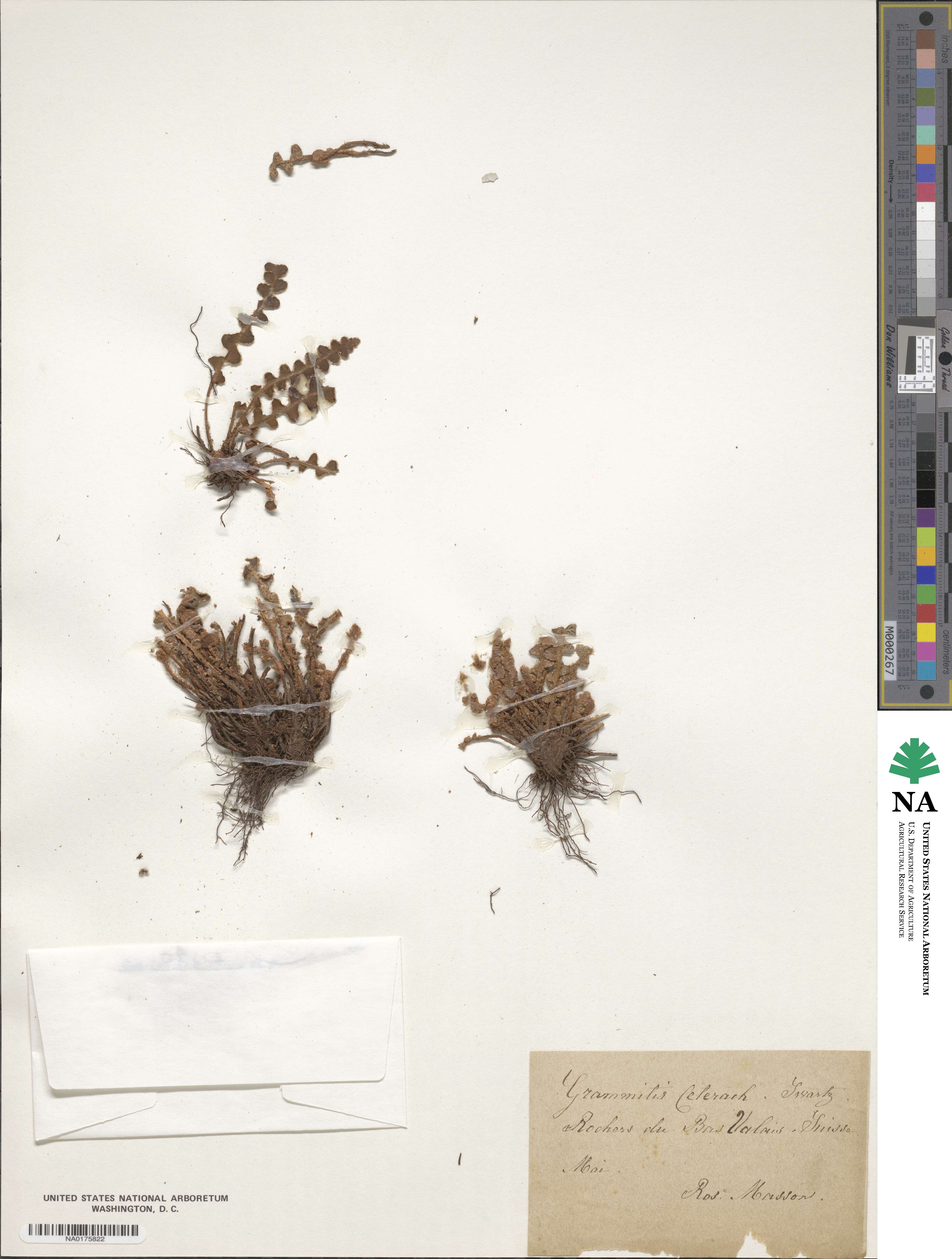 Asplenium ceterach image