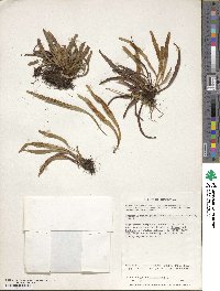 Notogrammitis angustifolia image