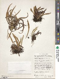 Notogrammitis angustifolia image