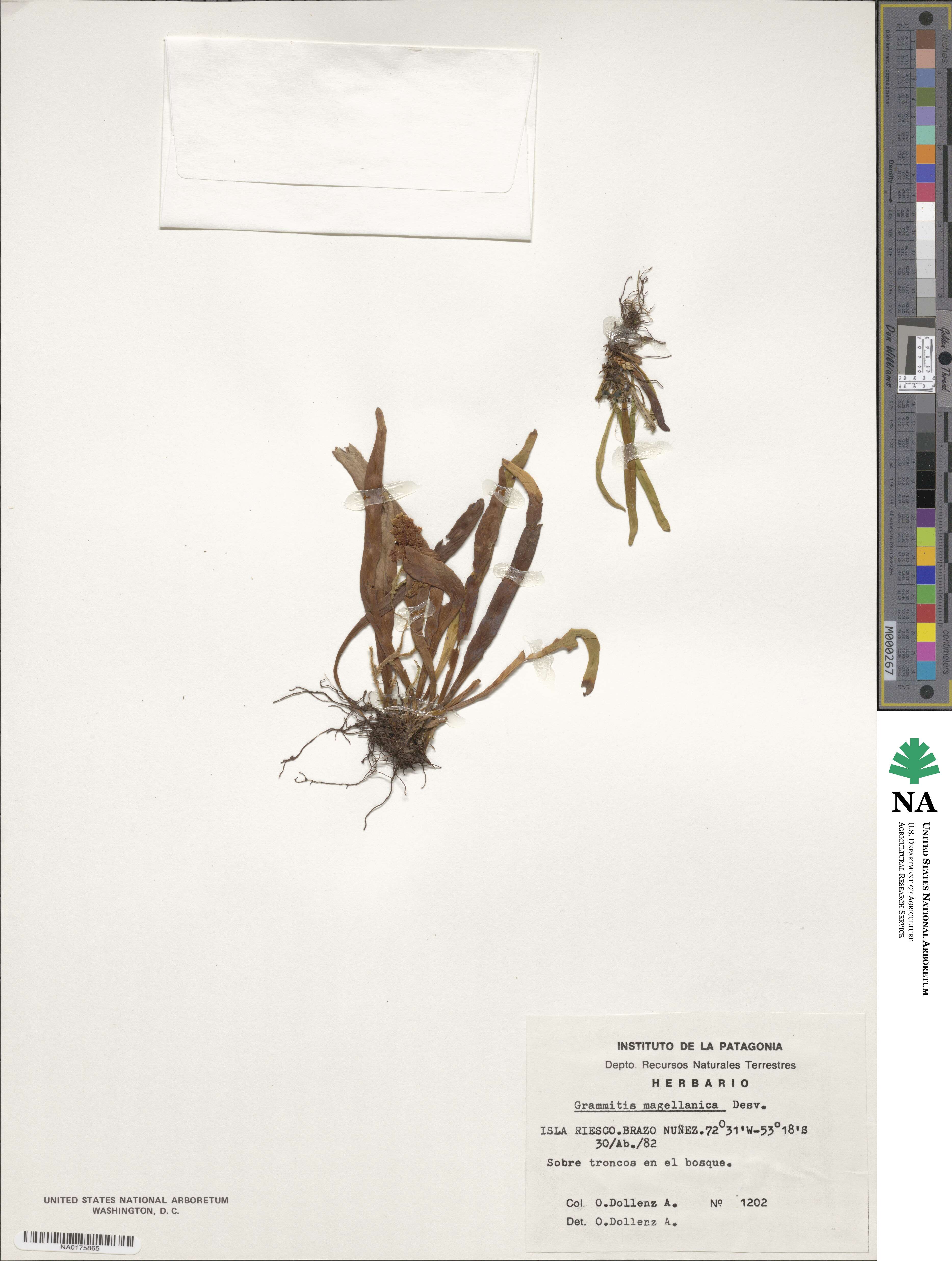 Notogrammitis angustifolia image