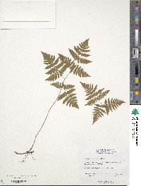 Gymnocarpium dryopteris image