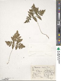 Gymnocarpium dryopteris image