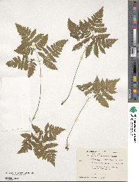 Gymnocarpium dryopteris image