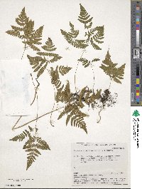 Gymnocarpium dryopteris image