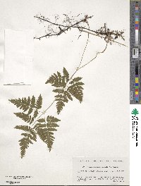 Gymnocarpium dryopteris image