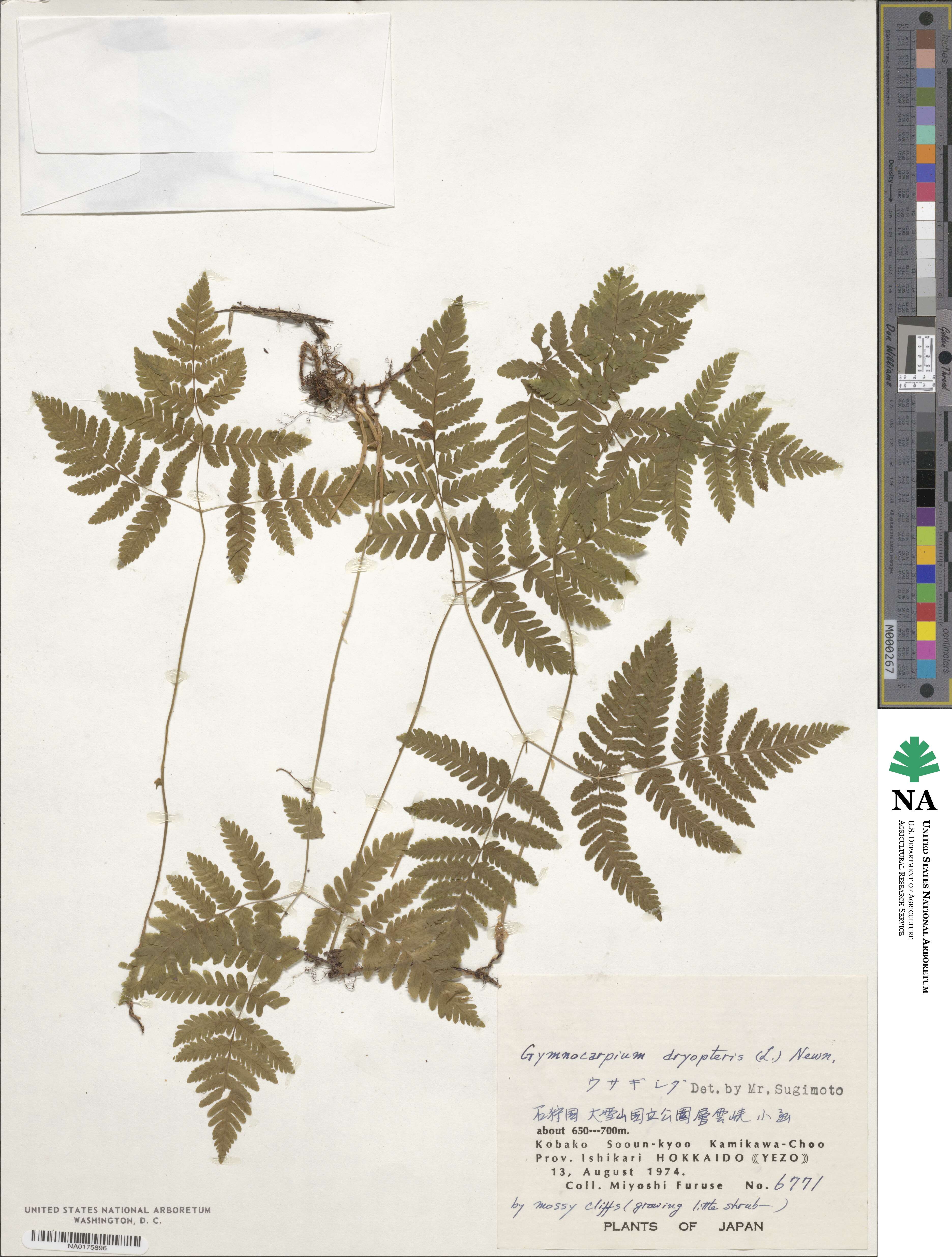 Gymnocarpium dryopteris image