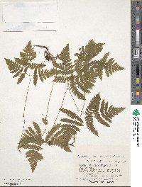 Gymnocarpium dryopteris image