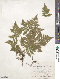 Gymnocarpium dryopteris image