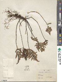 Hemionitis triangularis image