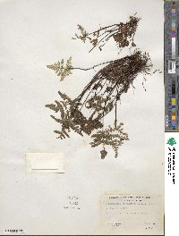Hemionitis triangularis image
