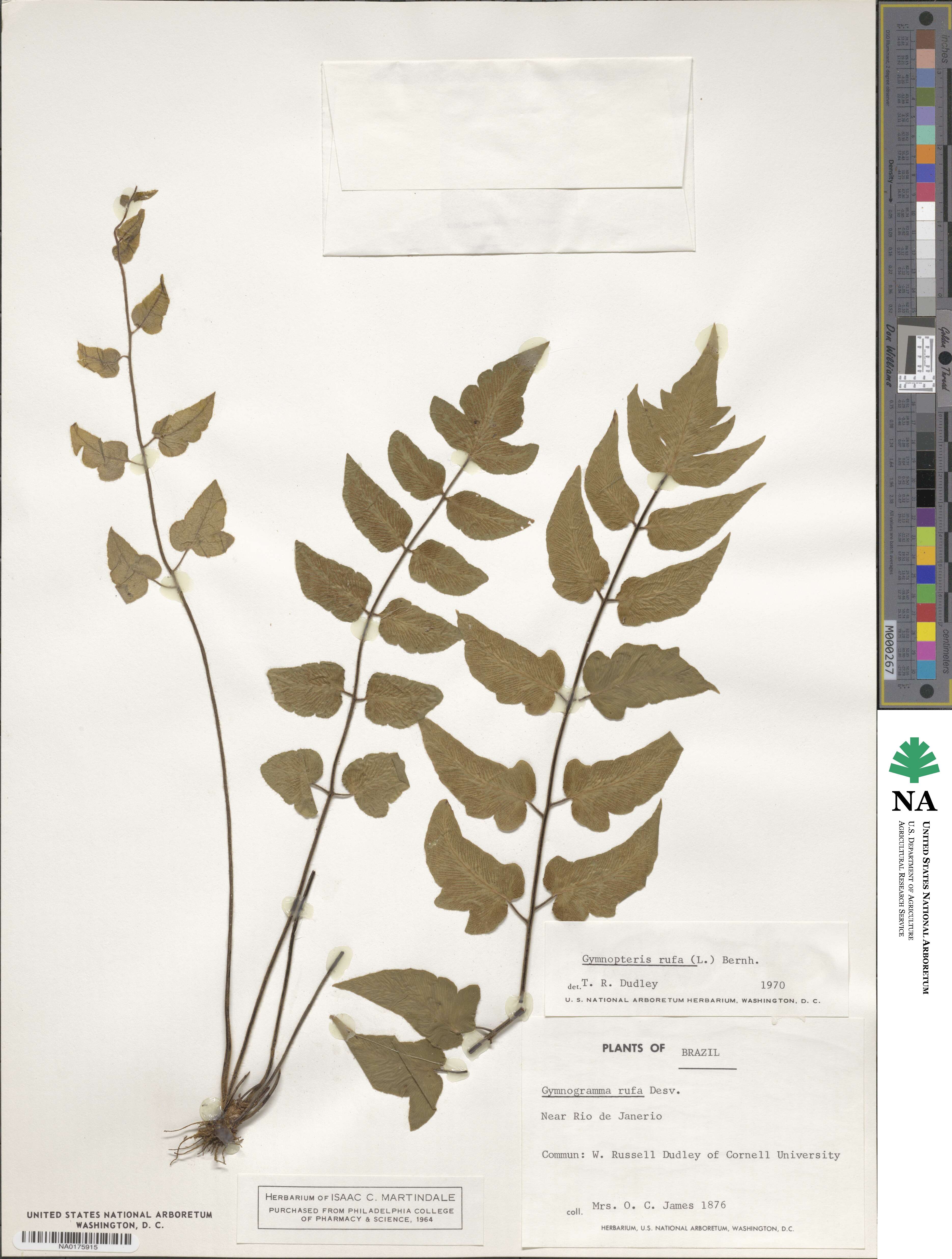 Hemionitis rufa image