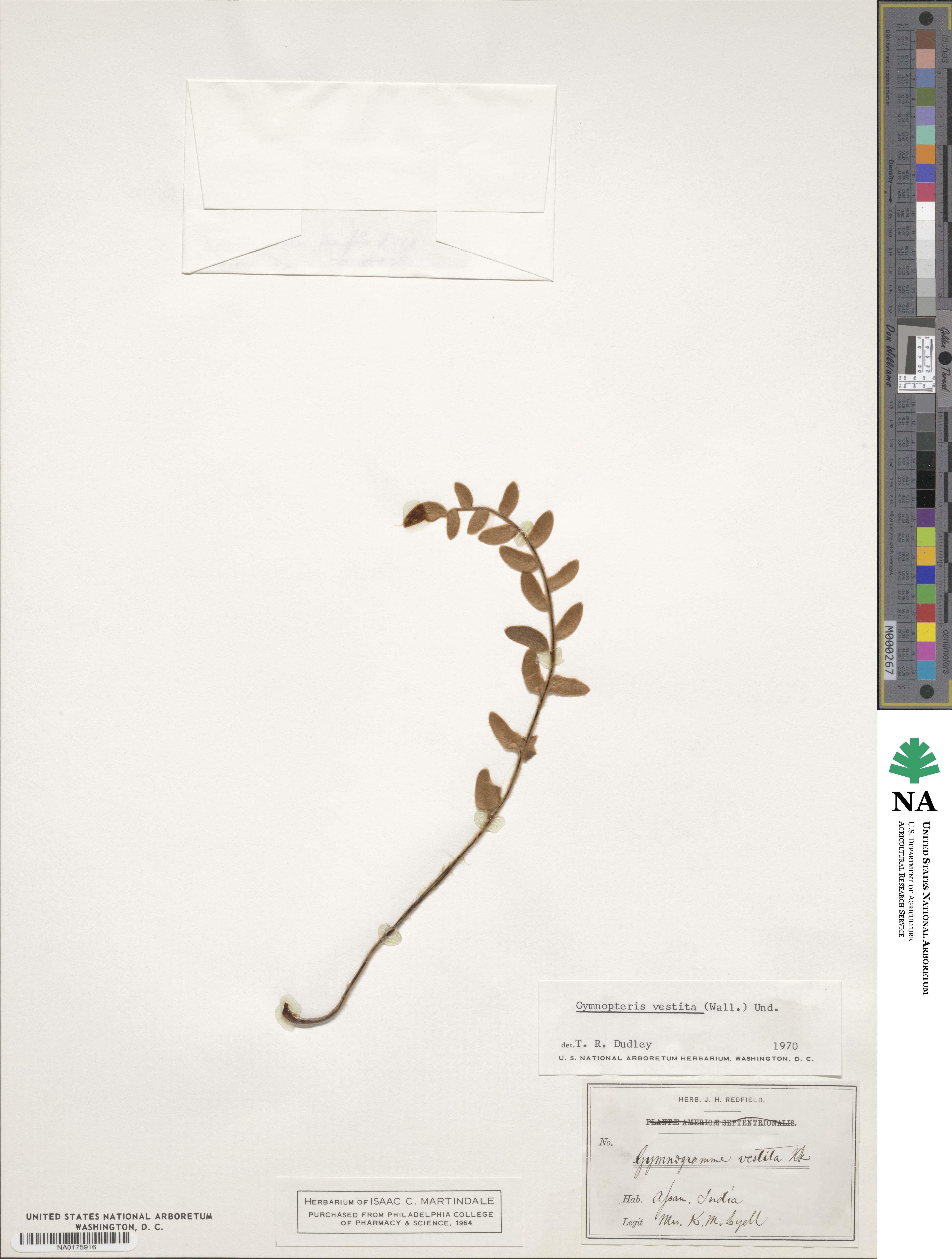 Hemionitis vestita image