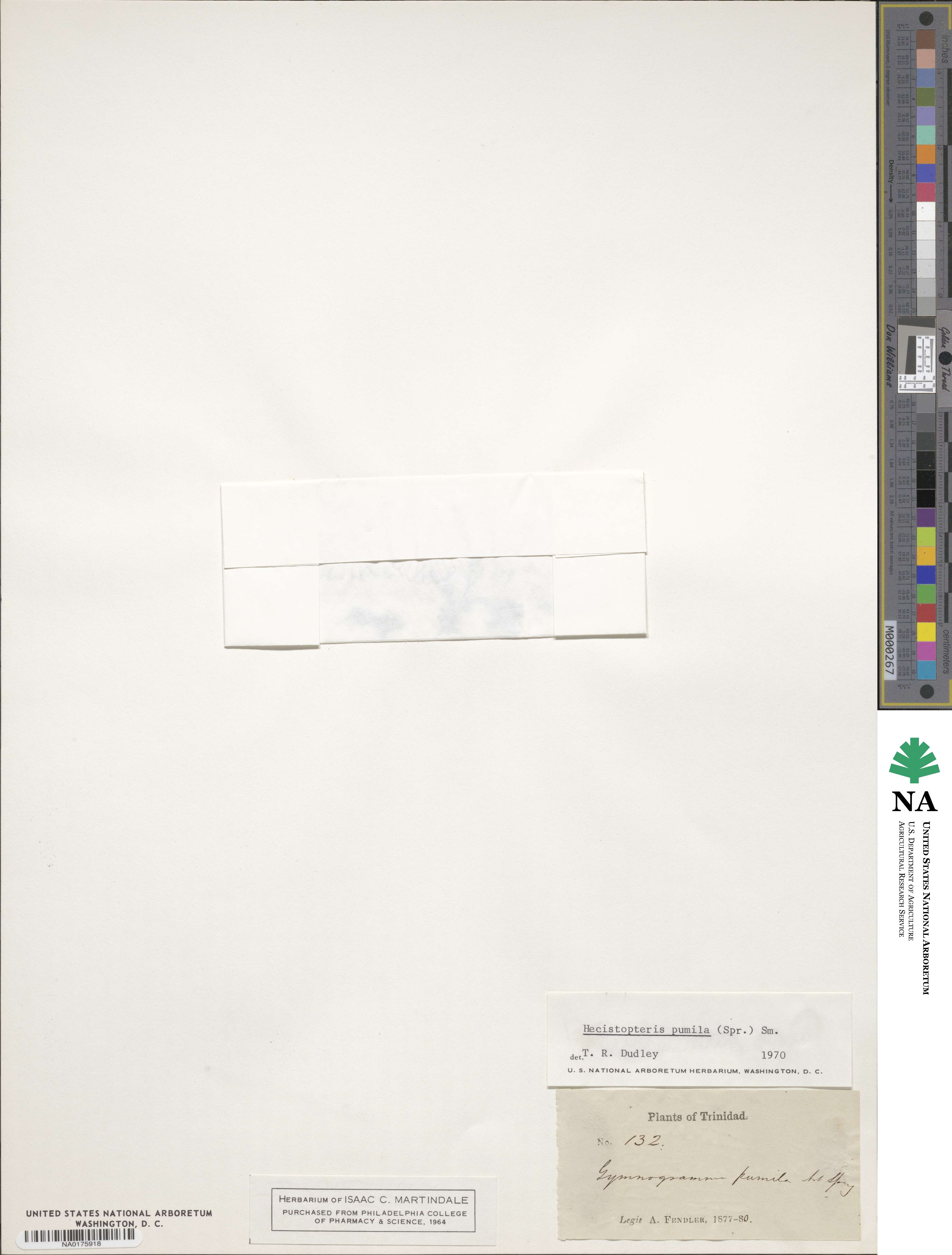 Hecistopteris image