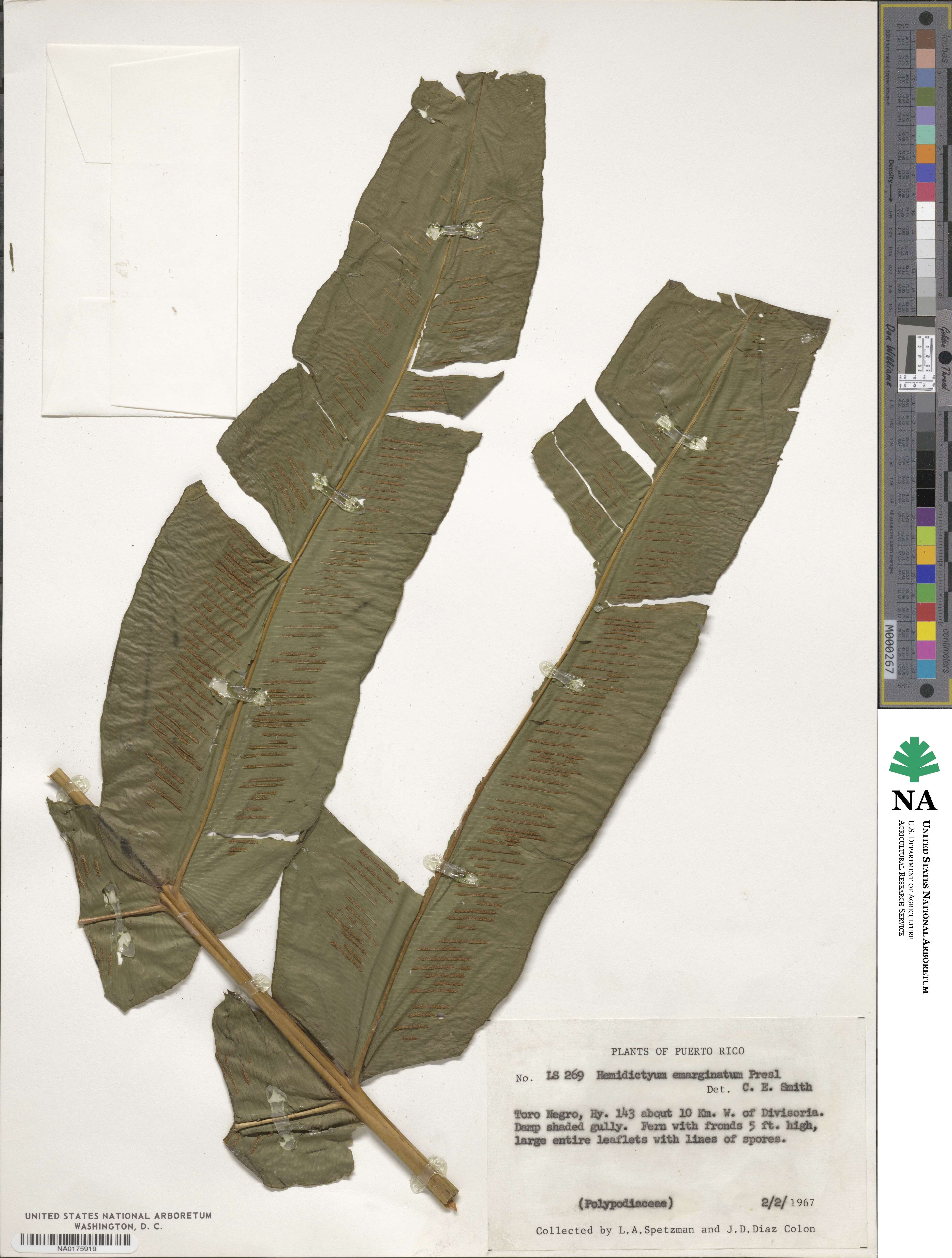 Hemidictyum marginatum image
