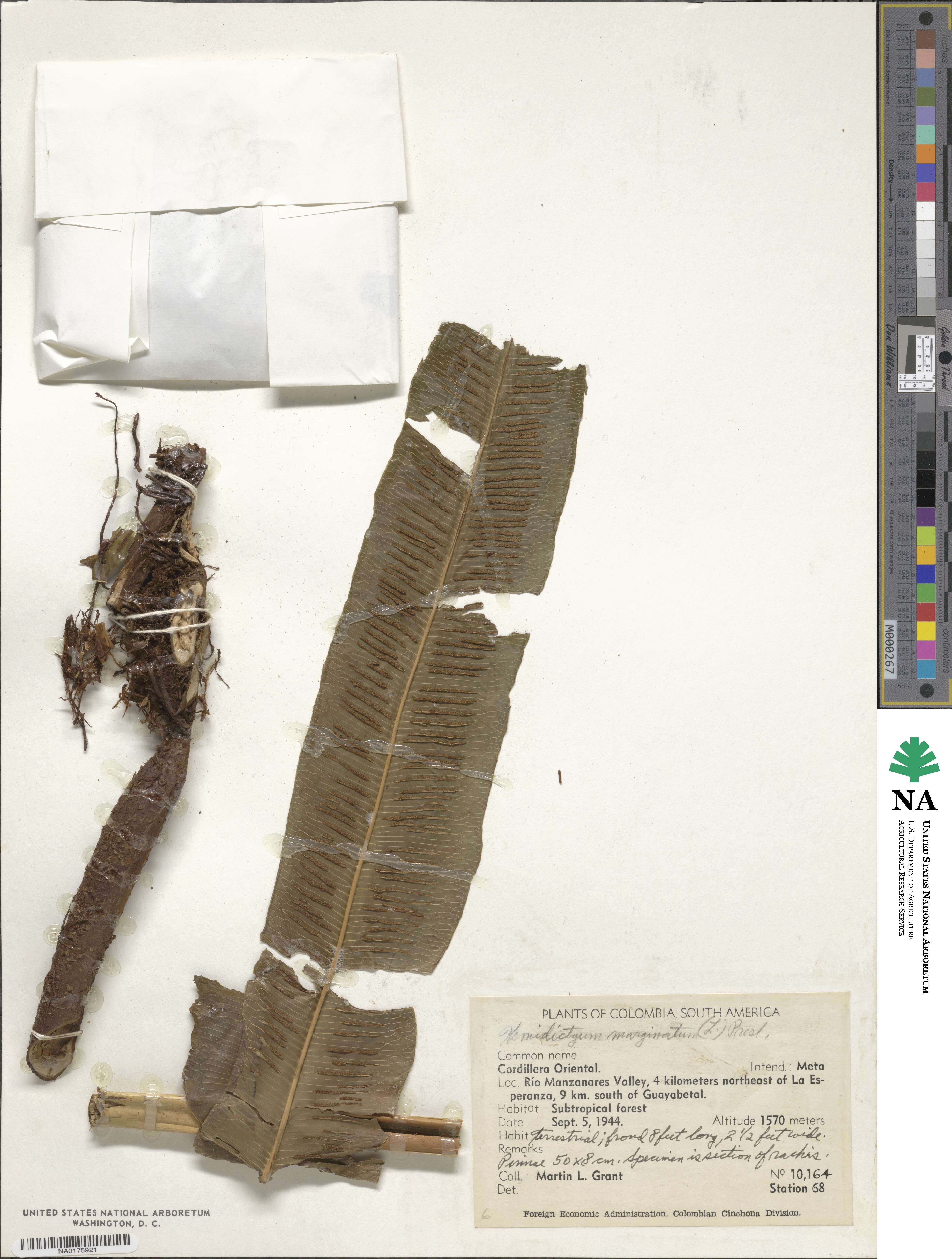 Hemidictyum marginatum image