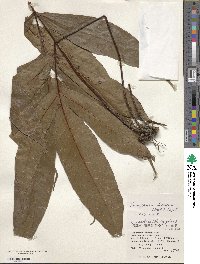 Image of Tectaria harlandii