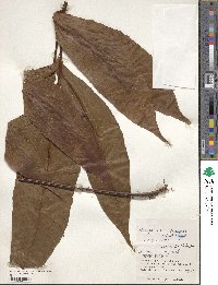 Tectaria harlandii image